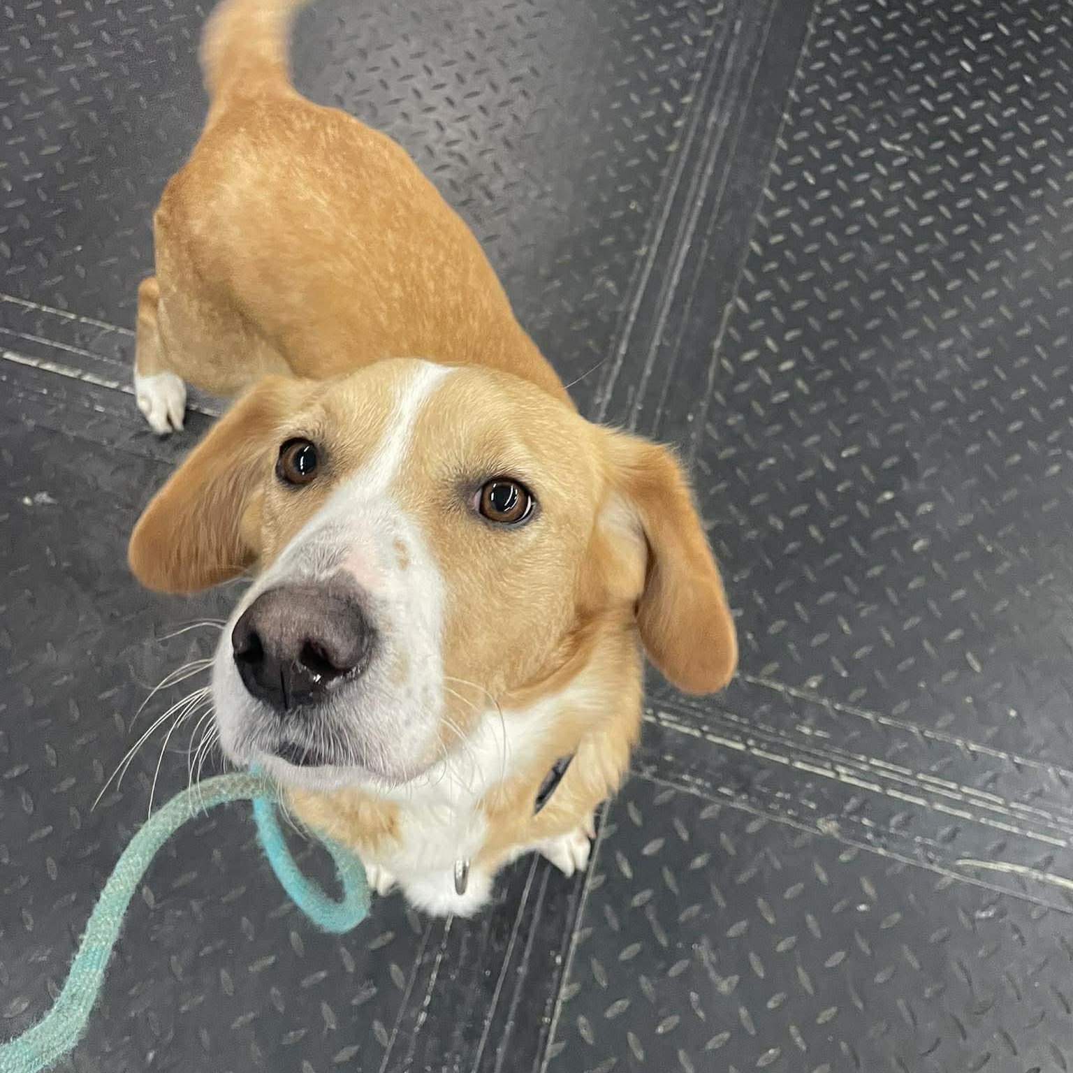 Kenya, a ADOPTABLE mixed breed in Plainfield, IL image 4/4