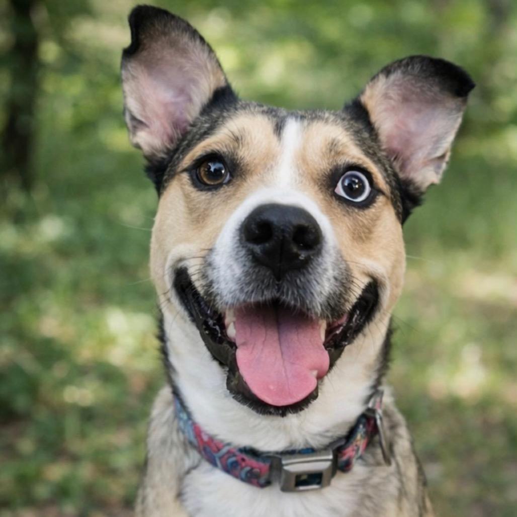 Enlarge Luna, a Adoptable Husky in Waco, TX image 1/1