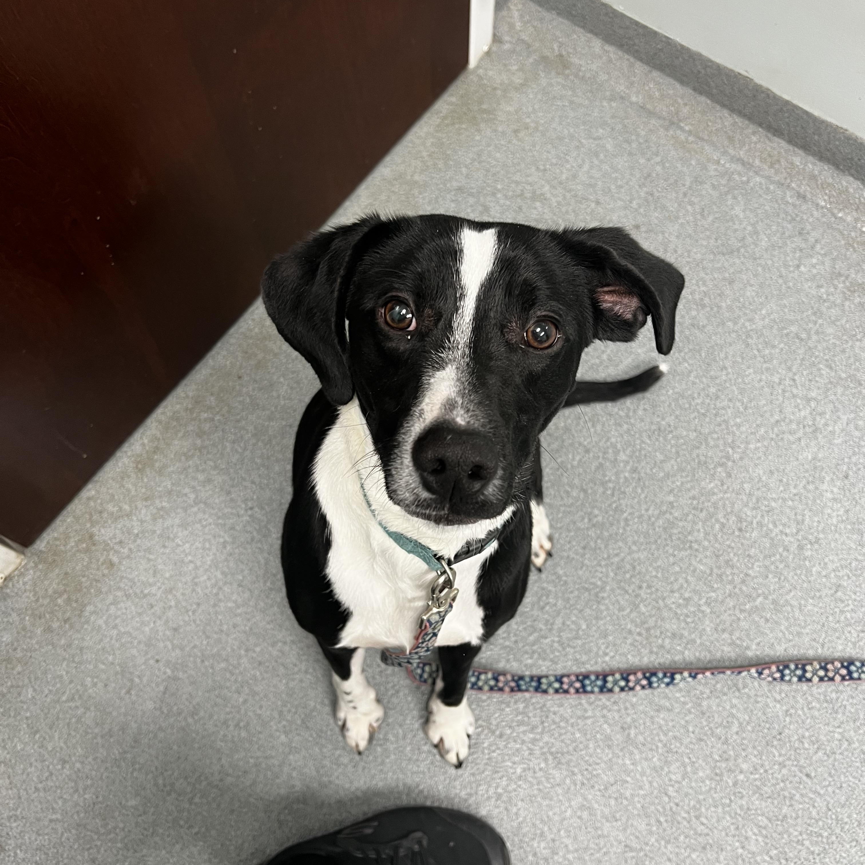 Enlarge Oreo, a Adopted mixed breed in Nags Head, NC image 2/3