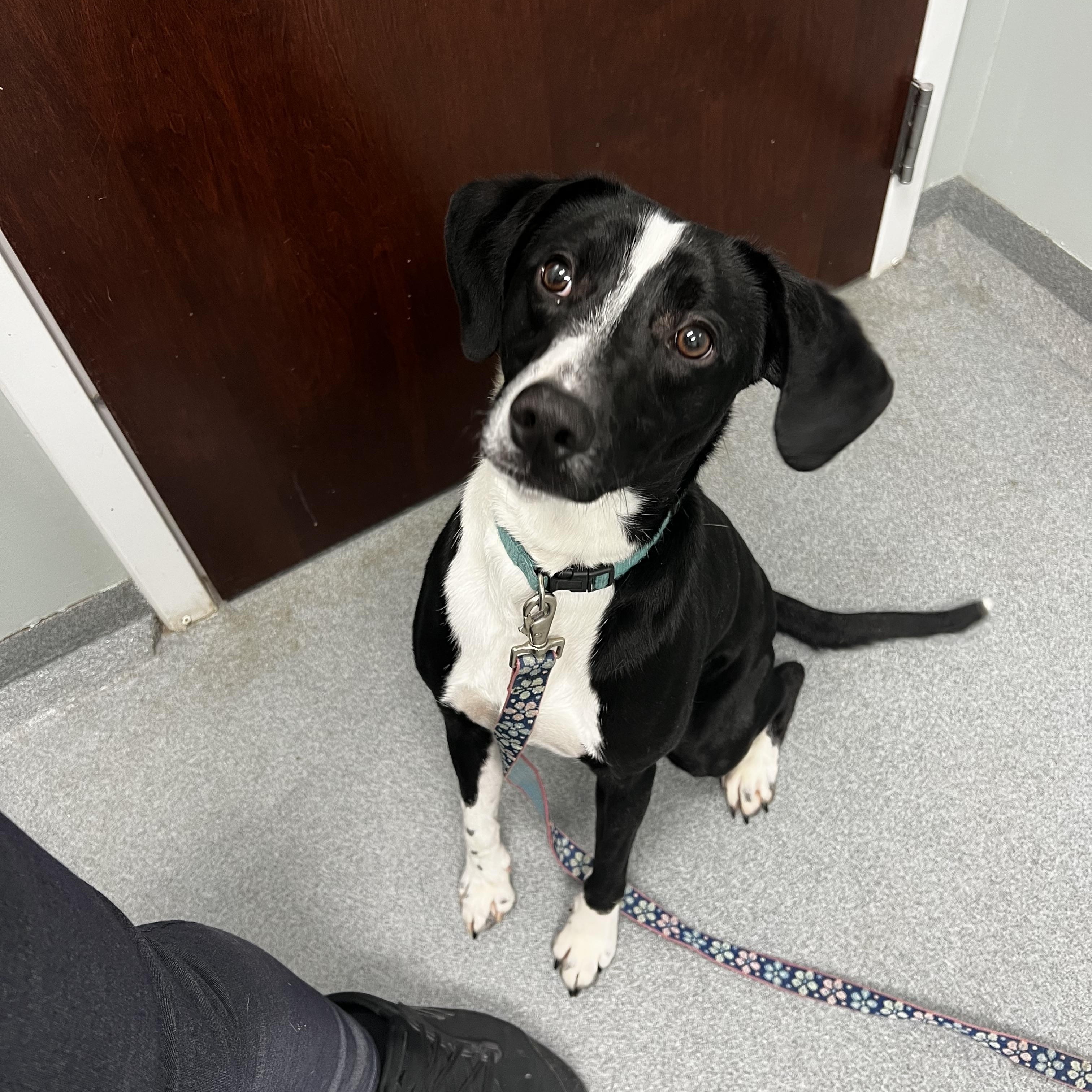Enlarge Oreo, a Adopted mixed breed in Nags Head, NC image 3/3