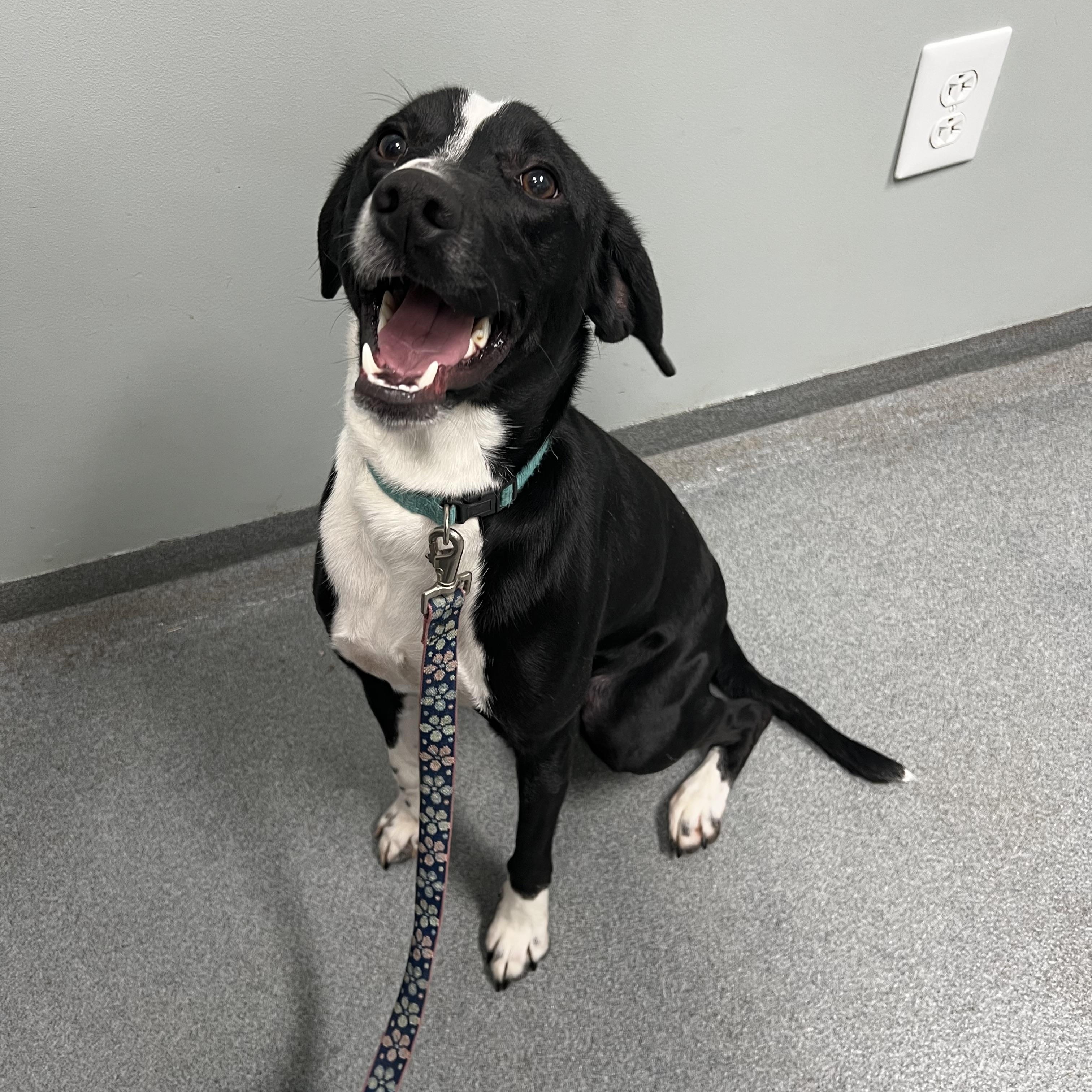 Oreo, Adopted, Young Male Brittany Spaniel & Dalmatian.