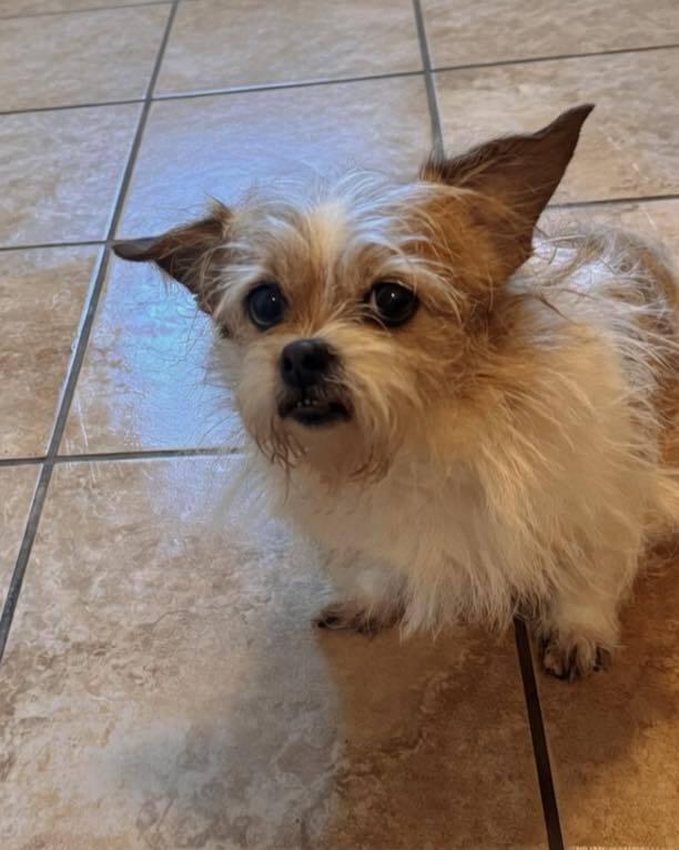 Daisy, Adoptable, Senior Female Yorkshire Terrier & Terrier.