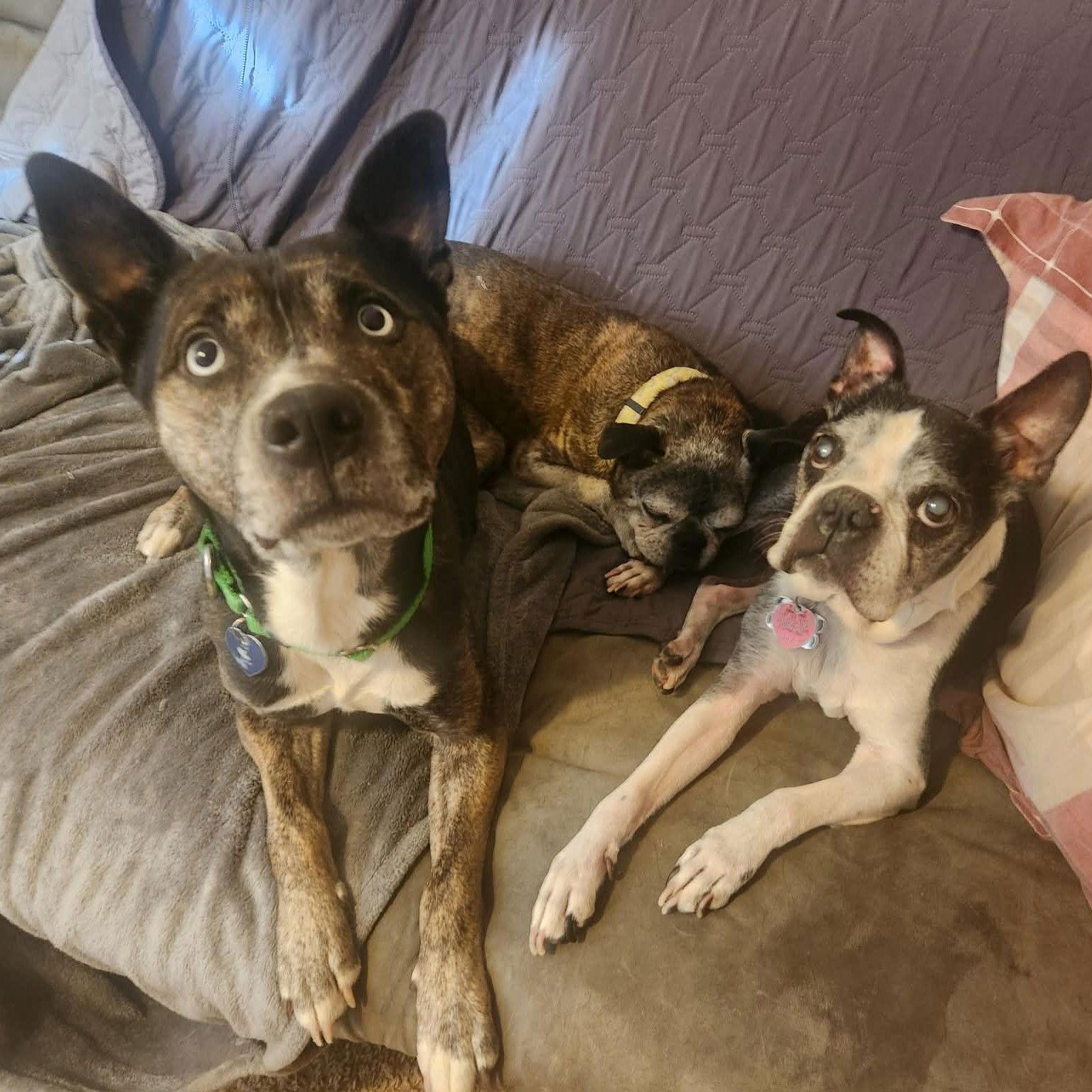 Enlarge Belarus, a Adoptable Pit Bull Terrier in Fargo, ND image 1/3