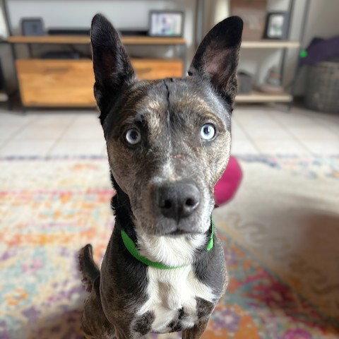 Belarus, Adoptable, Senior Female Pit Bull Terrier.