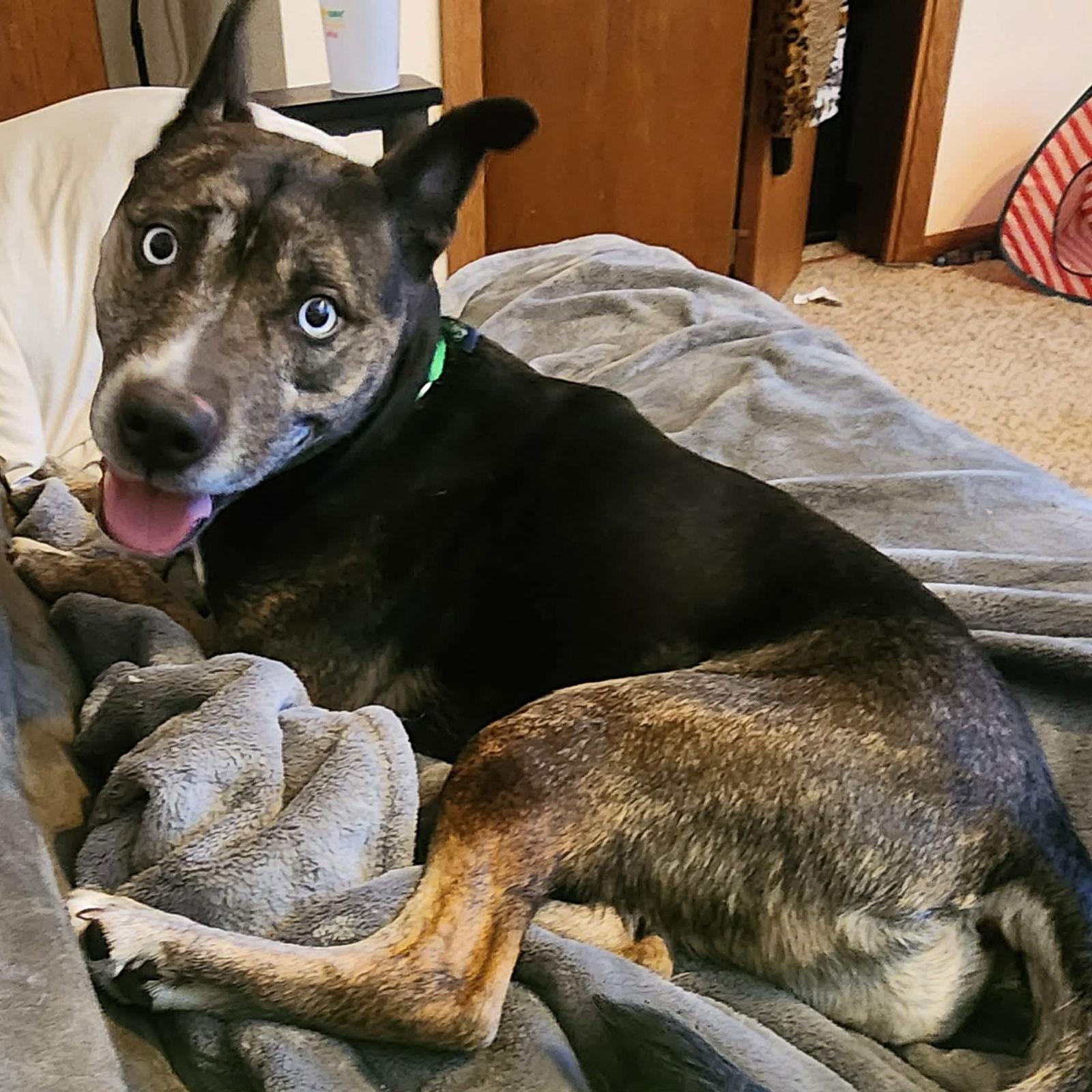 Enlarge Belarus, a Adoptable Pit Bull Terrier in Fargo, ND image 2/3