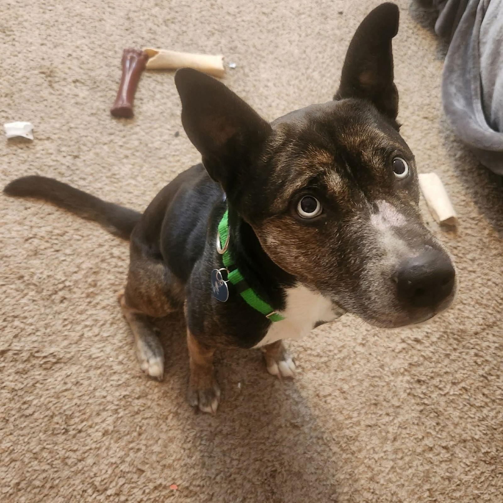 Enlarge Belarus, a Adoptable Pit Bull Terrier in Fargo, ND image 3/3
