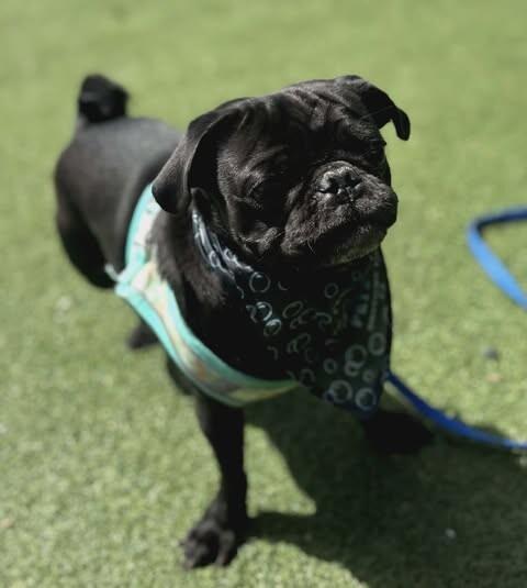 Enlarge Pickles, a Adoptable Pug in Fruit Heights, UT image 1/6