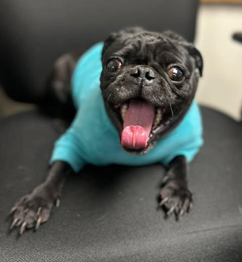 Enlarge Pickles, a Adoptable Pug in Fruit Heights, UT image 2/6