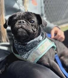 Enlarge Pickles, a Adoptable Pug in Fruit Heights, UT image 3/6