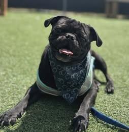 Enlarge Pickles, a Adoptable Pug in Fruit Heights, UT image 4/6
