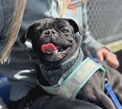 Enlarge Pickles, a Adoptable Pug in Fruit Heights, UT image 5/6