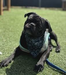 Enlarge Pickles, a Adoptable Pug in Fruit Heights, UT image 6/6