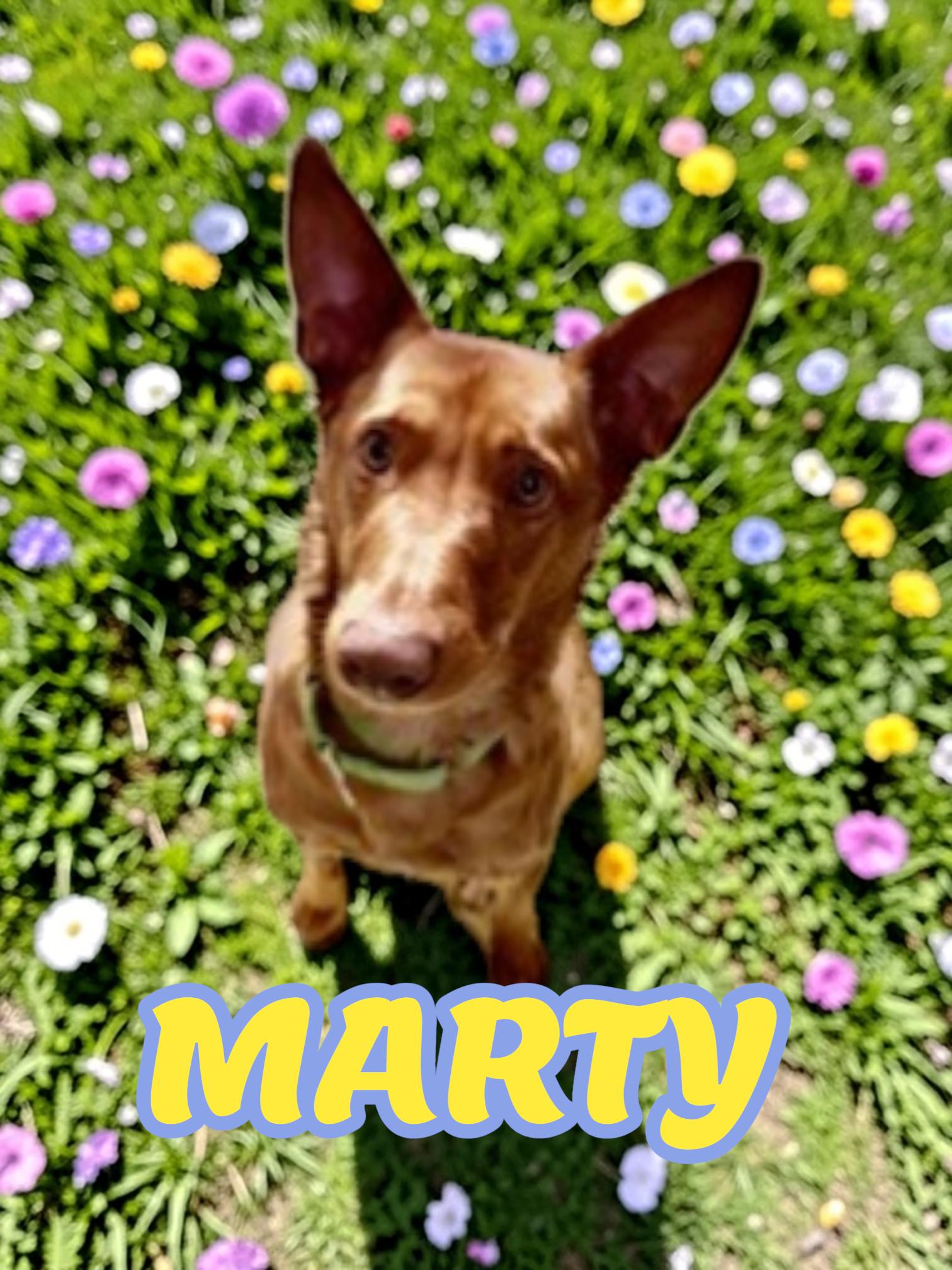 Enlarge Marty, an adoptable Portuguese Podengo in Taunton, MA image 1/4