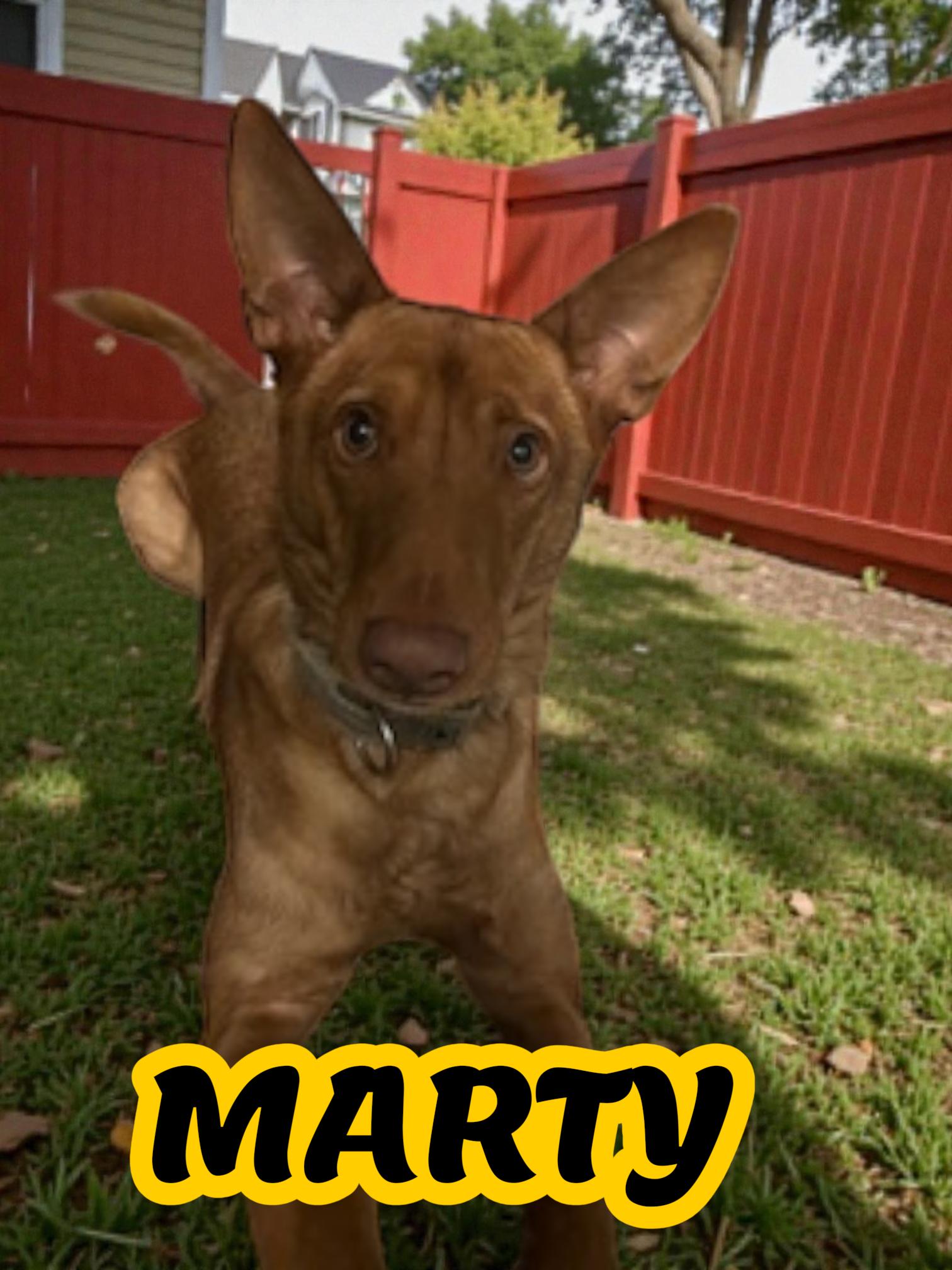 Marty, Adoptable, Young Male Portuguese Podengo.