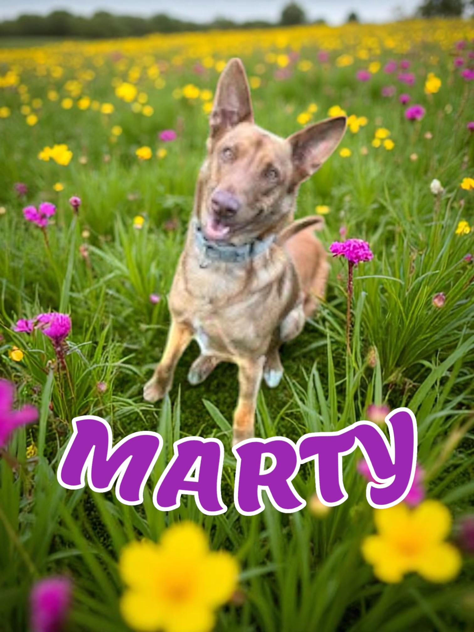 Enlarge Marty, a Adoptable Portuguese Podengo in Taunton, MA image 3/4