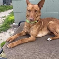 Enlarge Marty, an adoptable Portuguese Podengo in Taunton, MA image 2/3