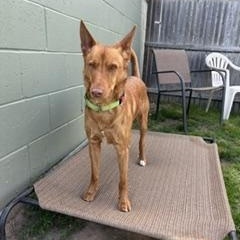 Enlarge Marty, an adoptable Portuguese Podengo in Taunton, MA image 3/3