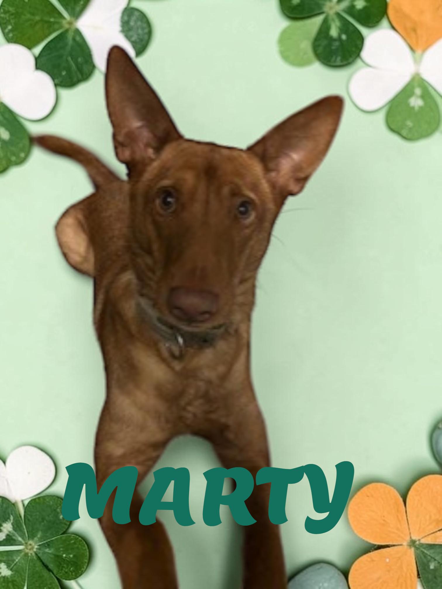 Marty, adoptable, Young Male Portuguese Podengo.