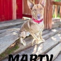 Enlarge Marty, a Adoptable Portuguese Podengo in Taunton, MA image 4/4