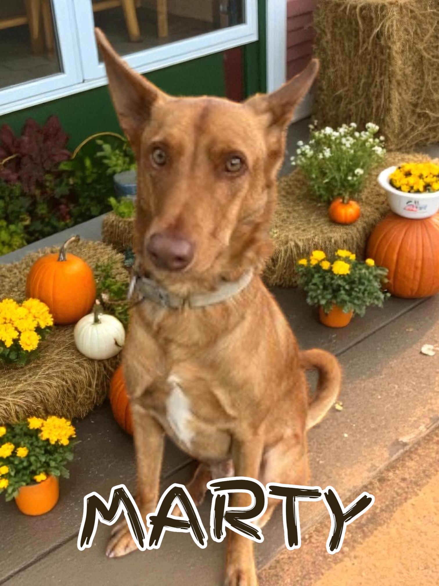 Enlarge Marty, a Adoptable Portuguese Podengo in Taunton, MA image 1/4