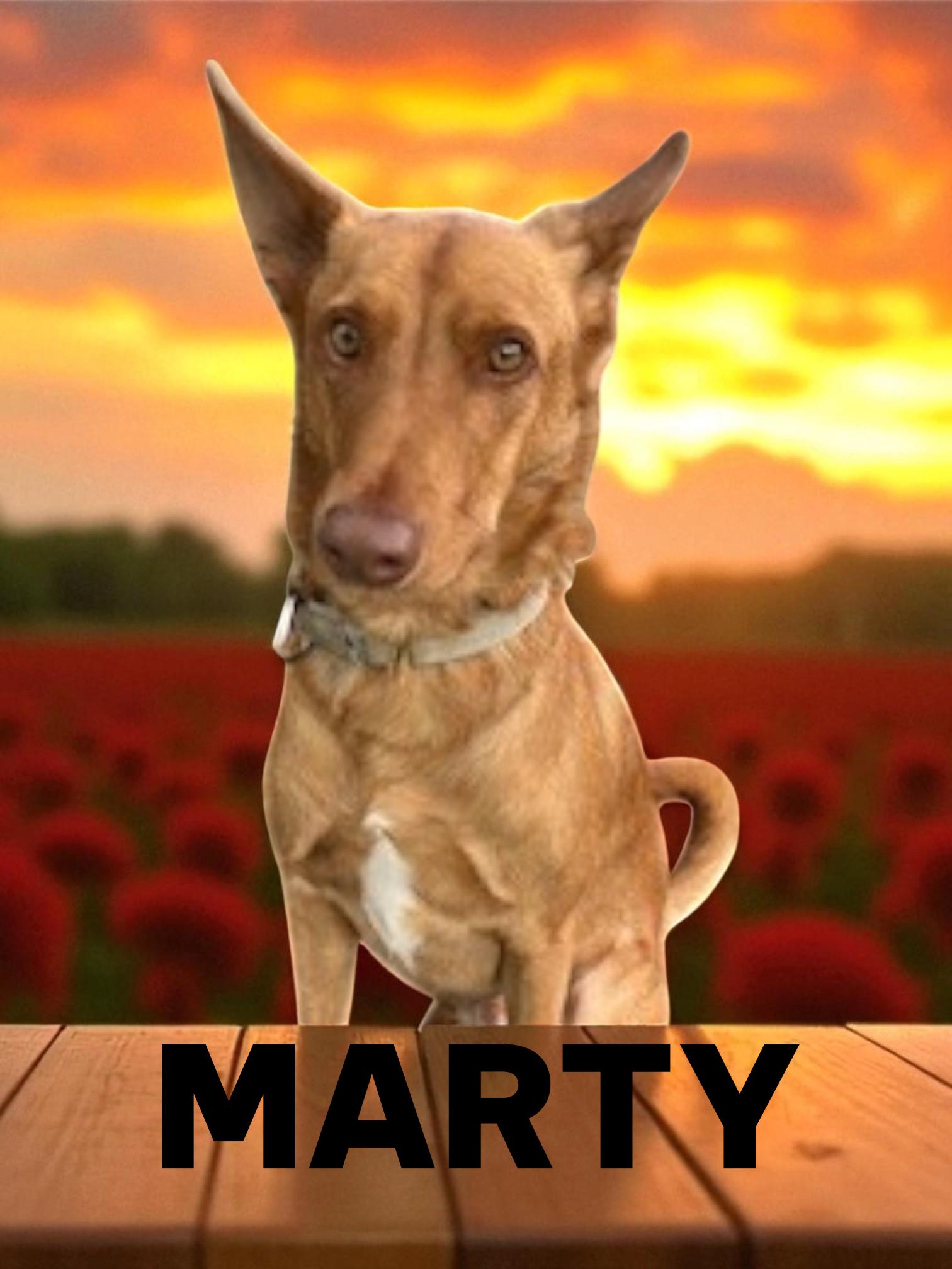 Enlarge Marty, a Adoptable Portuguese Podengo in Taunton, MA image 2/4