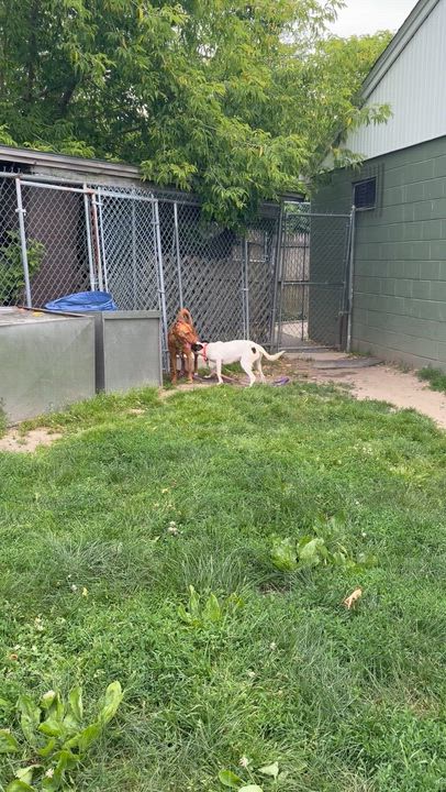 Enlarge Marty, an adoptable Portuguese Podengo in Taunton, MA video 2/6