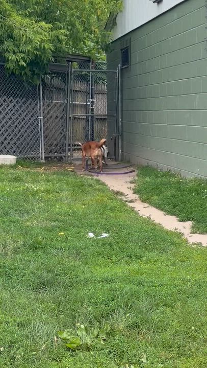 Enlarge Marty, an adoptable Portuguese Podengo in Taunton, MA video 6/6