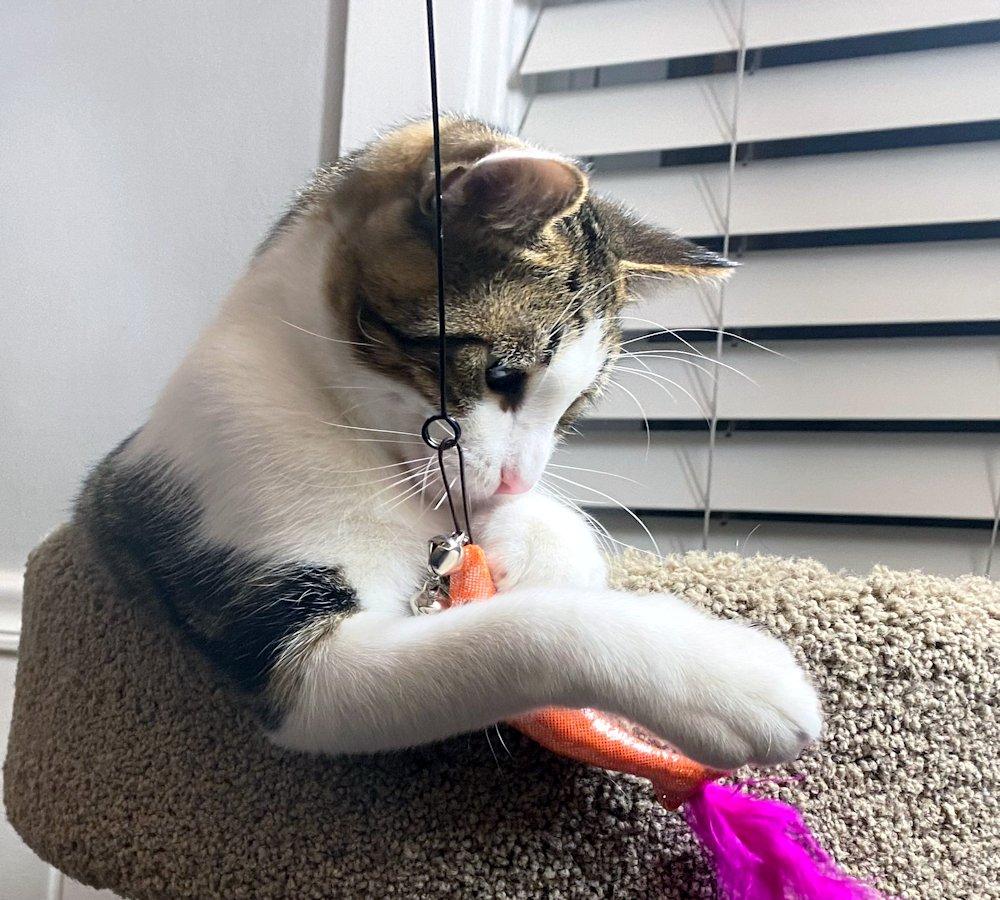 Enlarge Jesse, an adoptable Domestic Long Hair in White Bear Lake, MN image 1/3