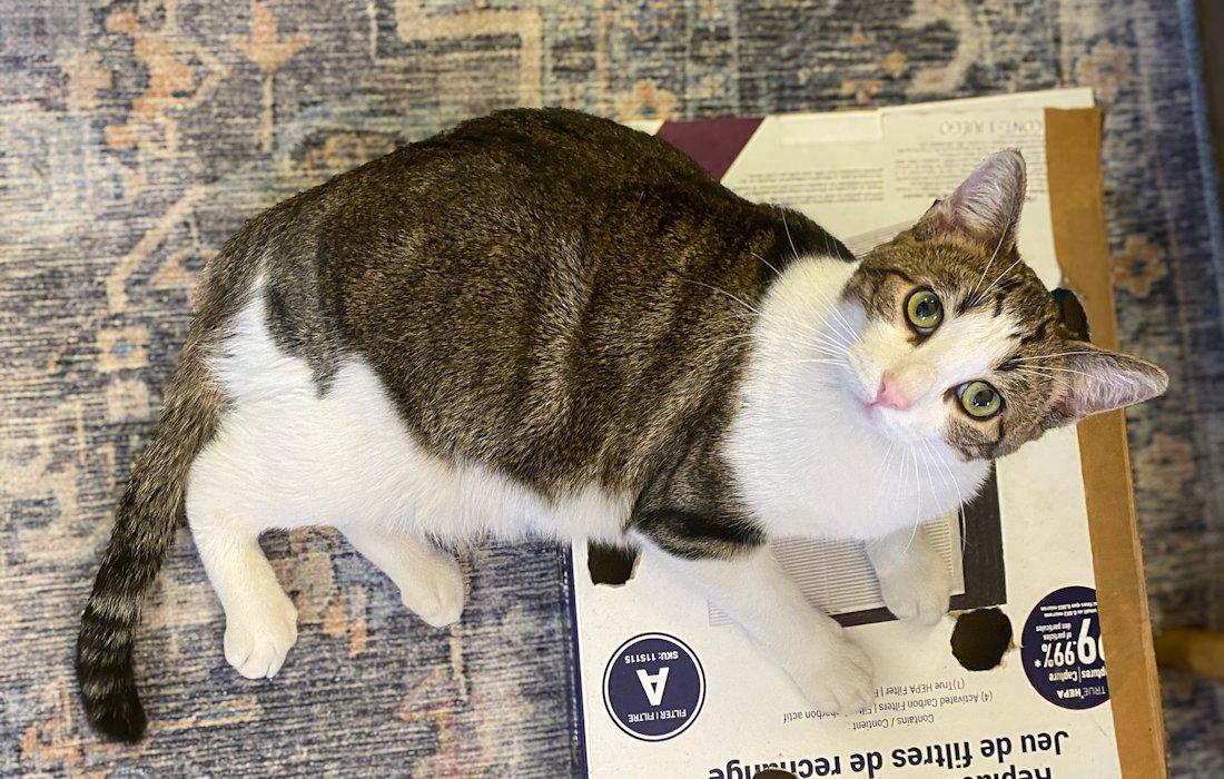 Jesse, an adoptable Domestic Short Hair in White Bear Lake, MN image 4/4