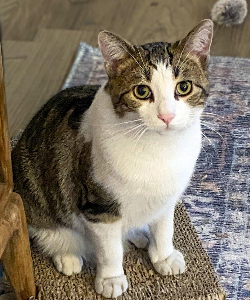 Jesse, an adoptable Domestic Short Hair in White Bear Lake, MN image 3/4