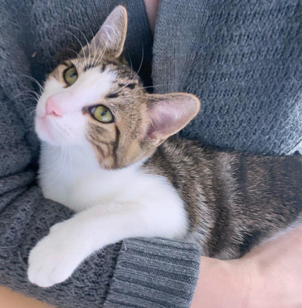 Enlarge Jesse, an adoptable Domestic Long Hair in White Bear Lake, MN image 2/3