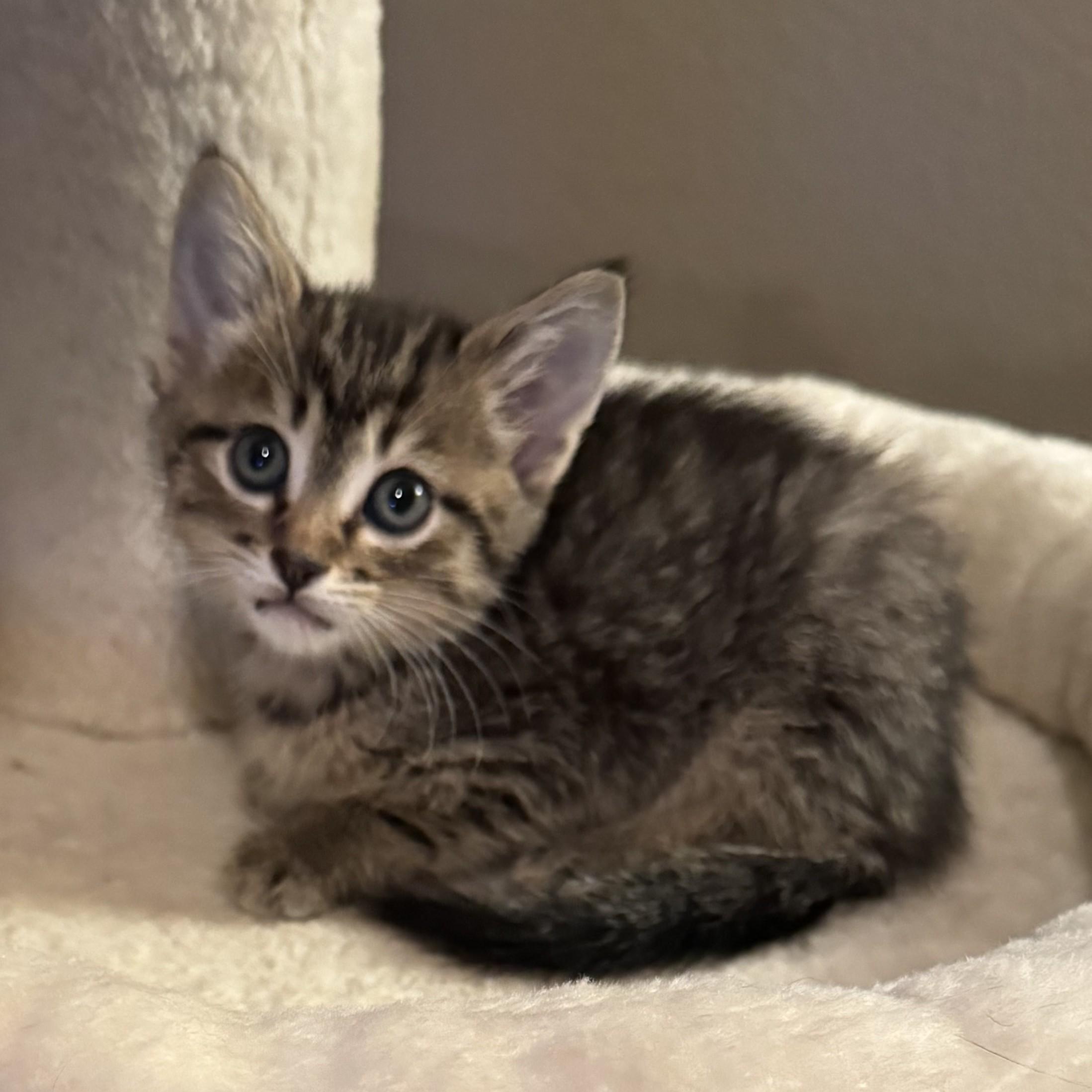 Pesos (Pre-Adoption ONLY), Adoptable, Kitten Male Domestic Short Hair.