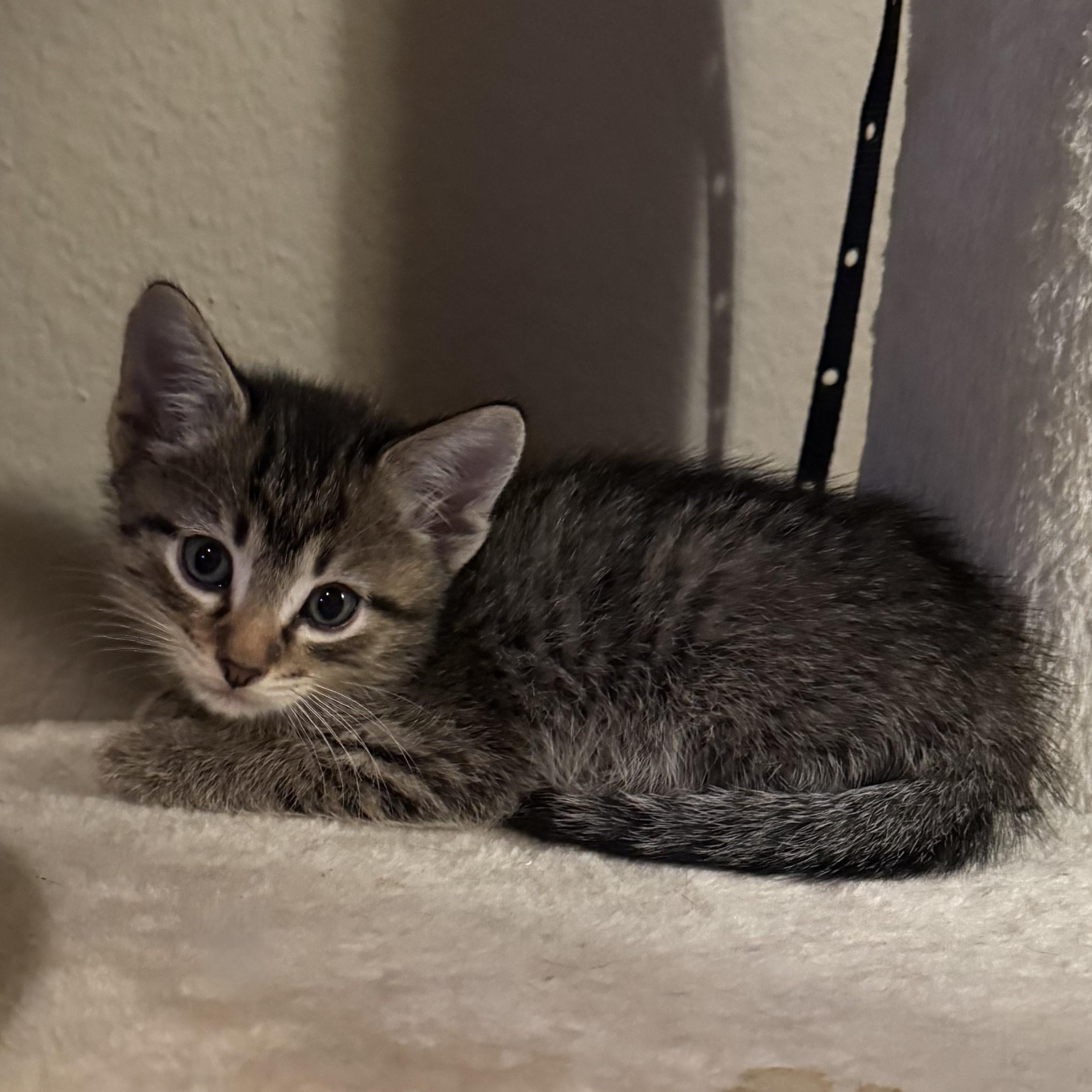 Enlarge Pesos (Pre-Adoption ONLY), a Adoptable Domestic Short Hair in Allen, TX image 3/3