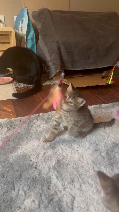 Enlarge Pesos (Pre-Adoption ONLY), a Adoptable Domestic Short Hair in Allen, TX video 2/3