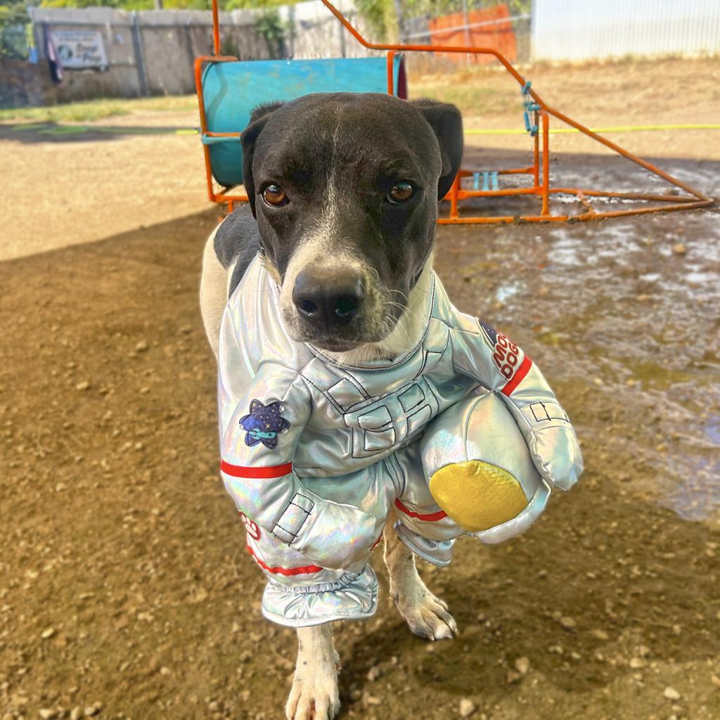 Barry, a Adoptable mixed breed in Austin, TX image 1/6