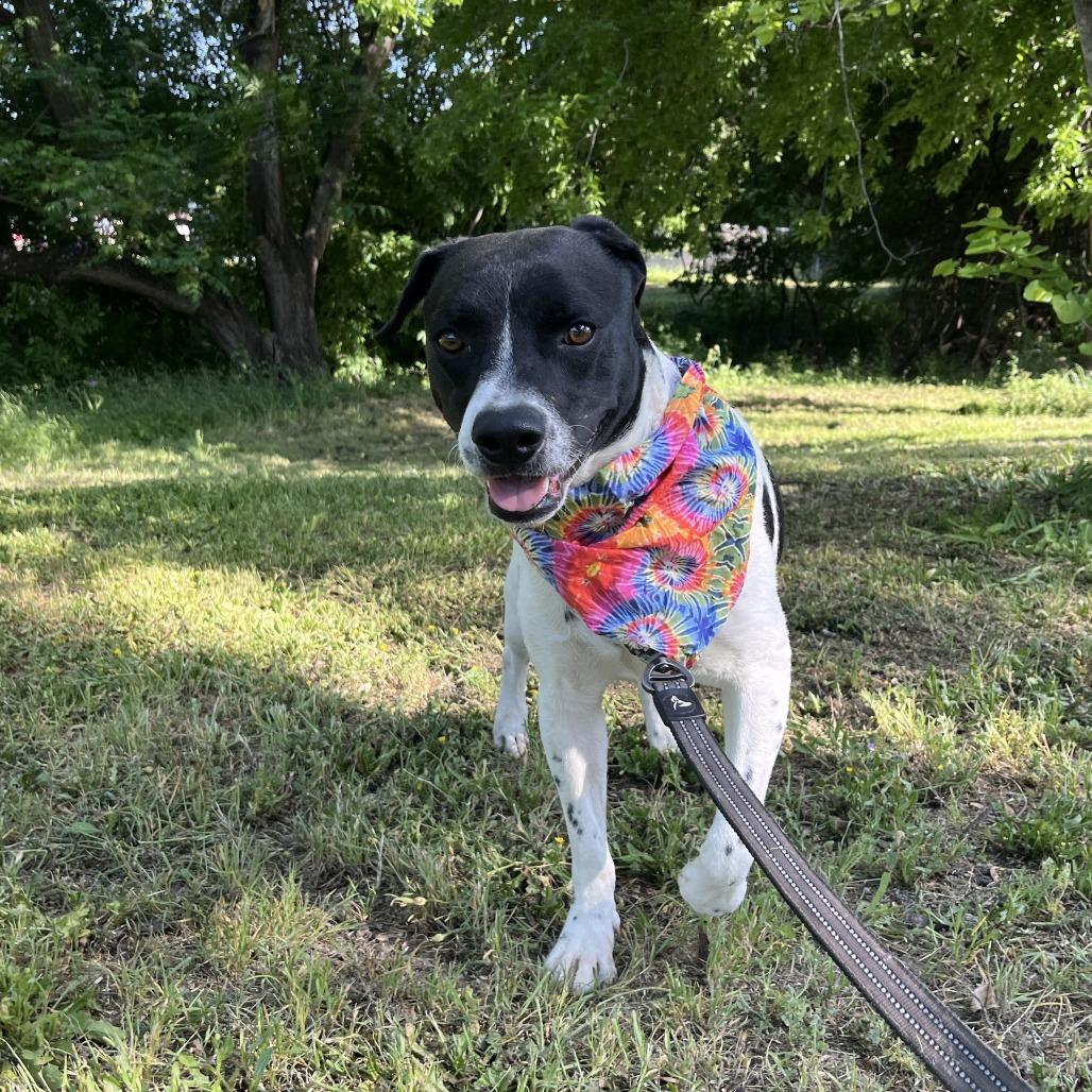 Barry, a Adoptable mixed breed in Austin, TX image 3/6