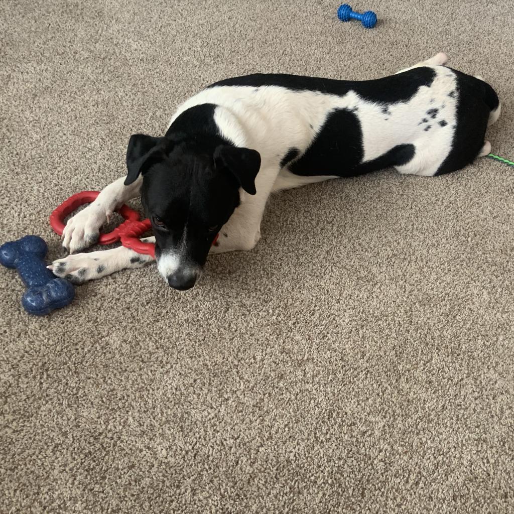 Barry, a Adoptable mixed breed in Austin, TX image 4/6