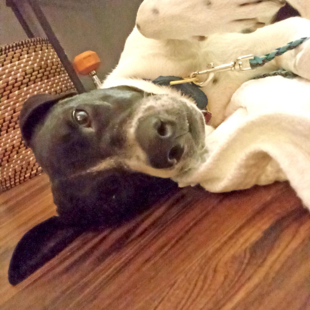 Barry, a Adoptable mixed breed in Austin, TX image 5/6