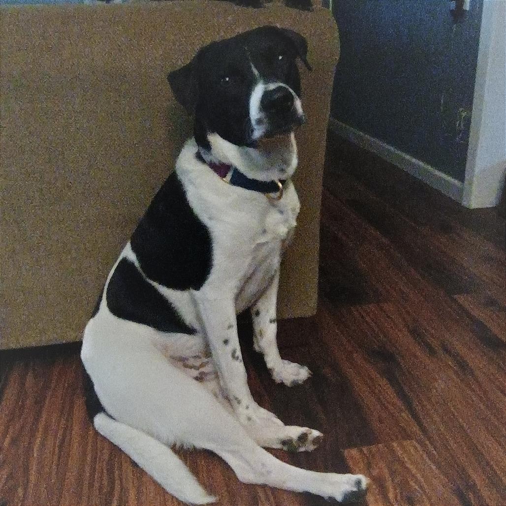 Barry, a Adoptable mixed breed in Austin, TX image 6/6