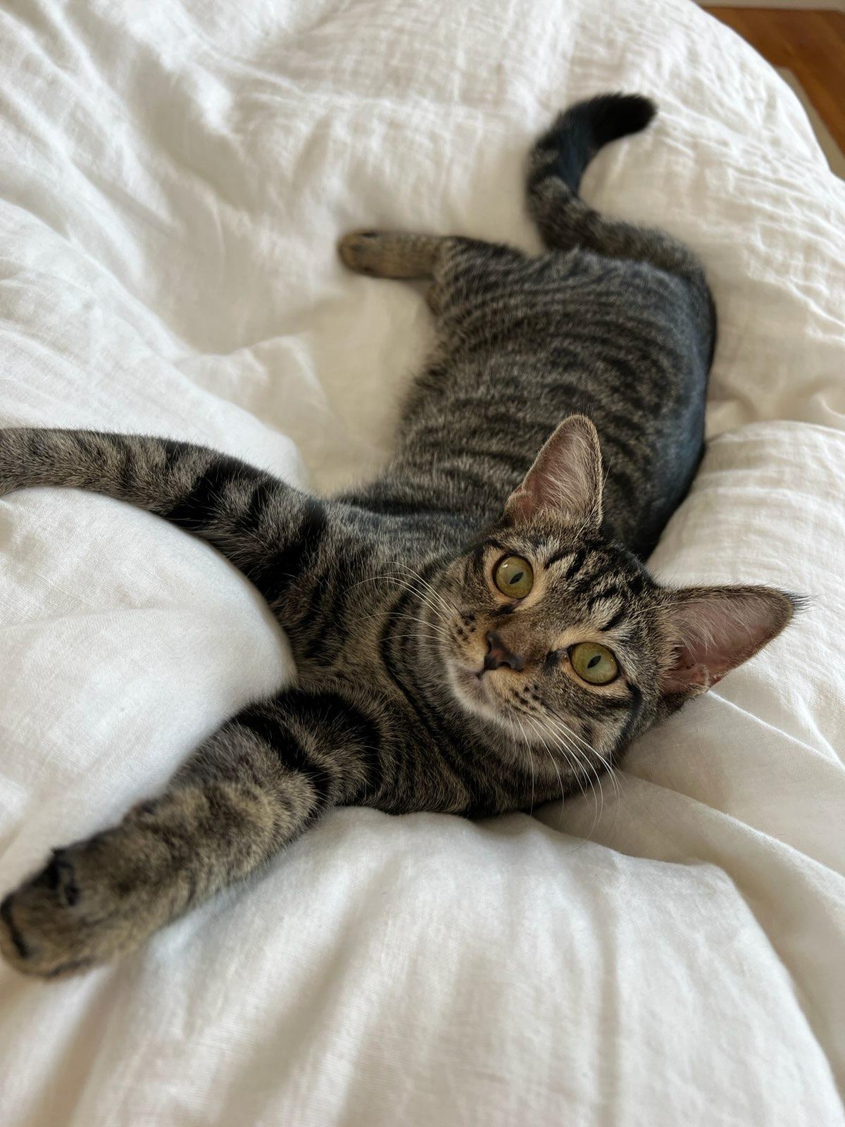 Enlarge Kiki - LOCATED IN THE NE, a Adoptable mixed breed in Nashua, NH image 3/6