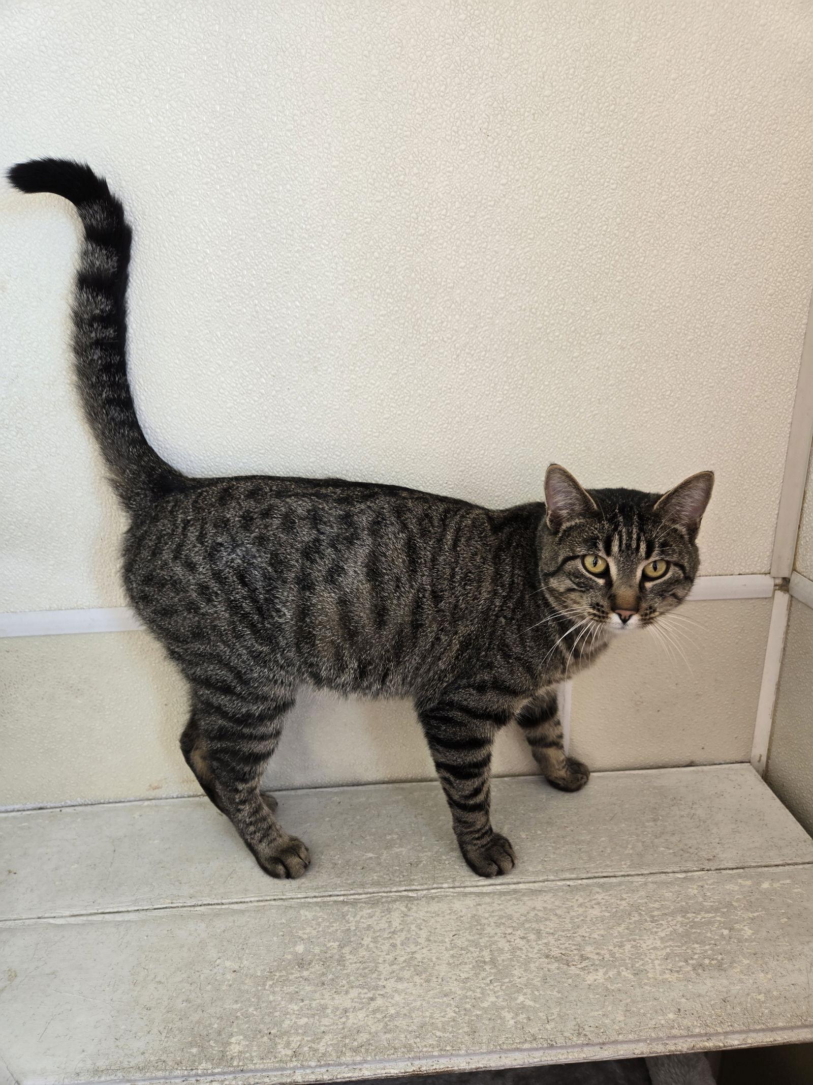 Enlarge Parker, a Adoptable Tabby in Maquoketa, IA image 1/1