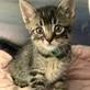 Samar (green collar), Adoptable, Kitten Male Domestic Short Hair.