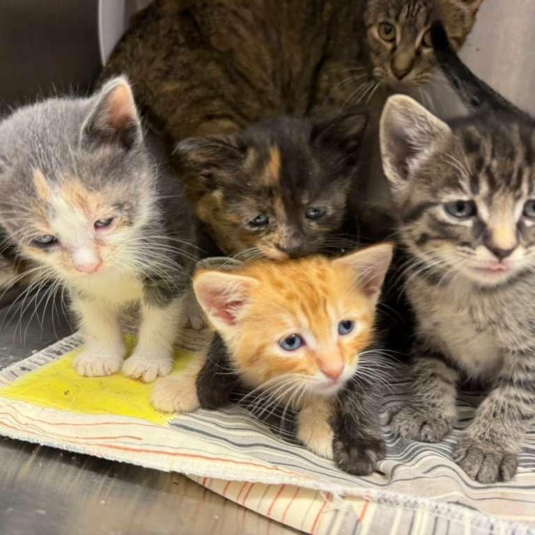 Samar (green collar), a Adoptable Domestic Short Hair in Kingman, KS image 2/3