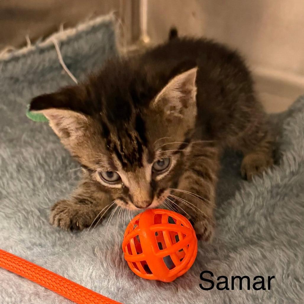 Samar (green collar), a Adoptable Domestic Short Hair in Kingman, KS image 3/3