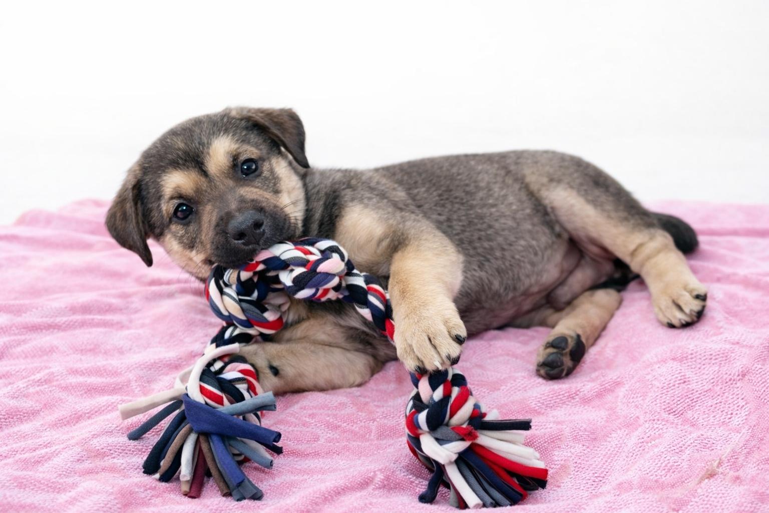 Indiana, adopted, Puppy Female Pit Bull Terrier.