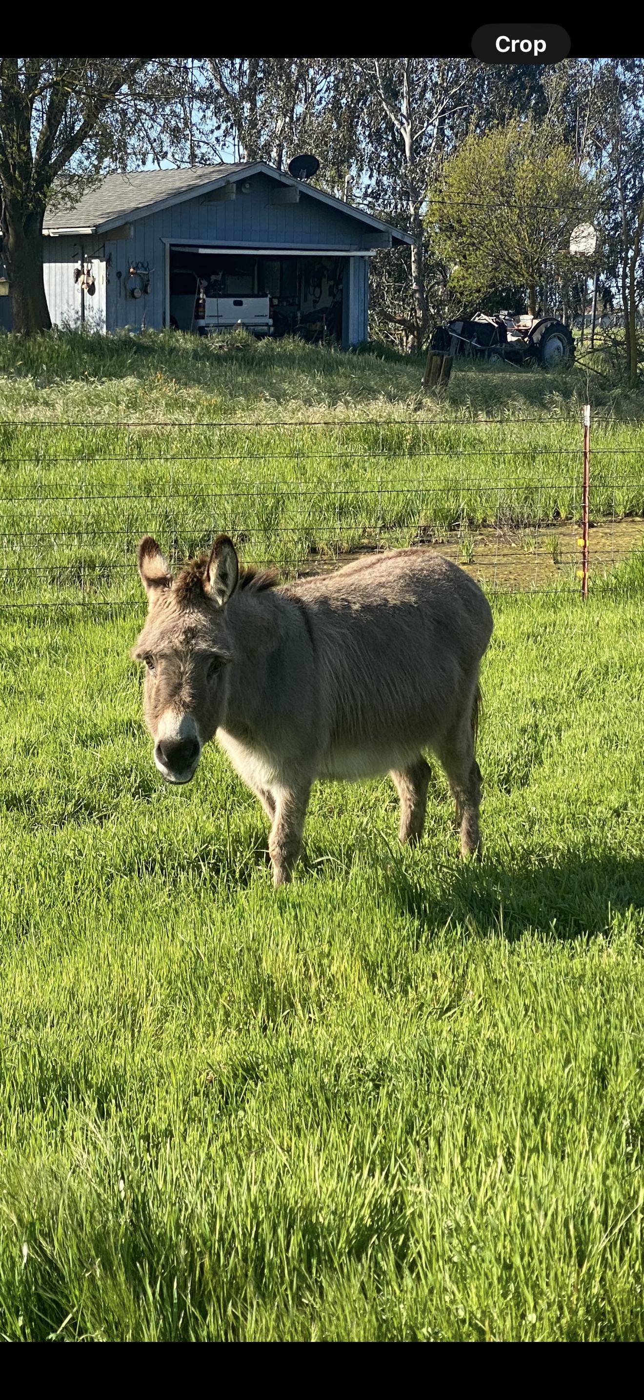 Penelope, an adopted Donkey in Madera, CA image 1/4