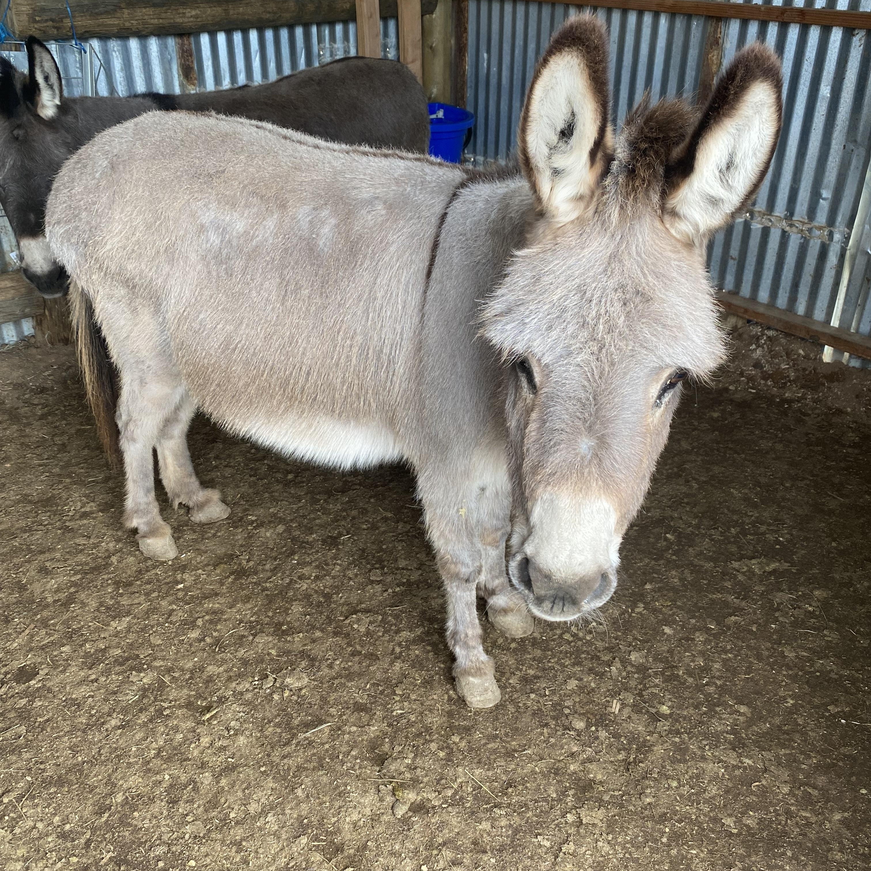 Penelope, an adopted Donkey in Madera, CA image 2/4
