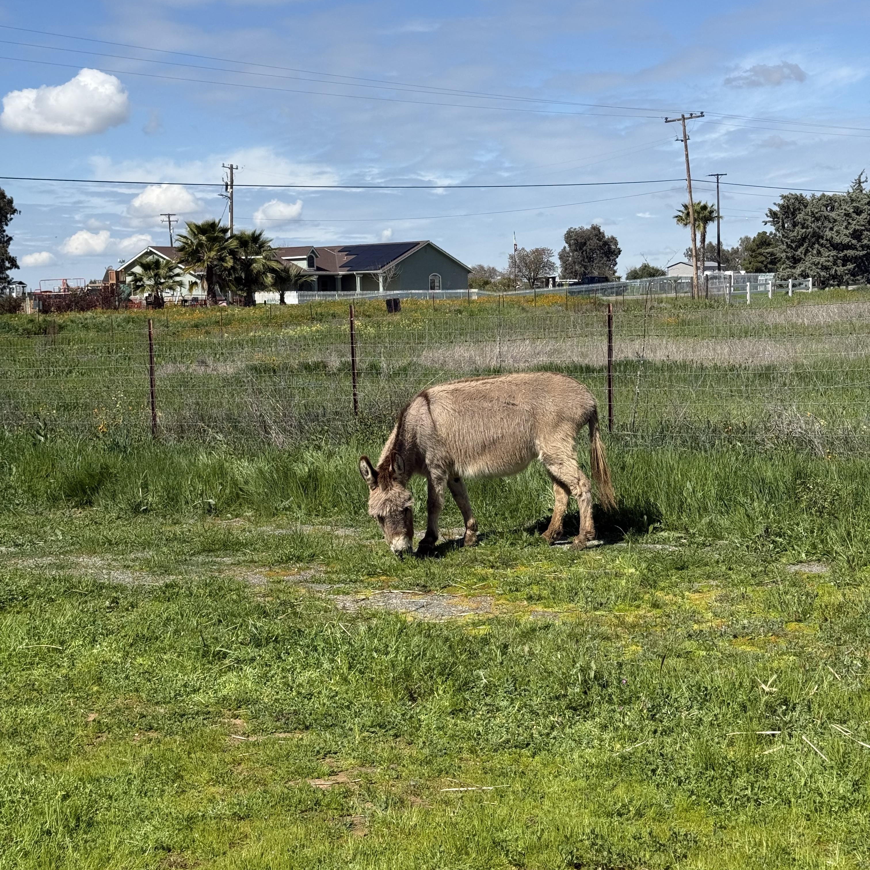 Penelope, an adopted Donkey in Madera, CA image 4/4