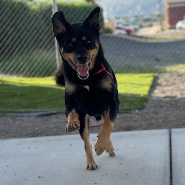Enlarge Rosco (SQ 25-051), a Adoptable mixed breed in Bullhead City, AZ image 1/6