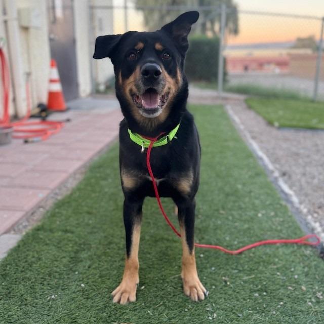 Enlarge Rosco (SQ 25-051), a Adoptable mixed breed in Bullhead City, AZ image 2/6